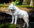 White wolf standing at attention Royalty Free Stock Photo