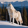 White wolf standing in the snow and looking at the camera in the mountains. Royalty Free Stock Photo