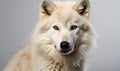 White Wolf Staring at Camera Royalty Free Stock Photo
