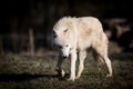 White wolf walking in the forest Royalty Free Stock Photo
