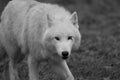 White wolf walking in the forest Royalty Free Stock Photo