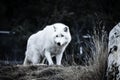 White wolf walking and looking for a prey Royalty Free Stock Photo