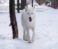 White wolf walking at snow looking at the camera