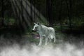 White Wolf, Woods, Forest Illustration