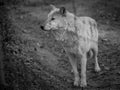 White wolf in the zoo Royalty Free Stock Photo