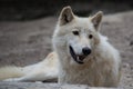 White wolf Royalty Free Stock Photo