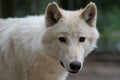 White wolf Royalty Free Stock Photo