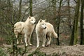 White Wolfs in a forest