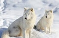 White wolve in snow Royalty Free Stock Photo