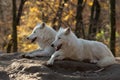 White Wolves Royalty Free Stock Photo