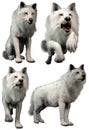 White wolves in various poses 3D renders