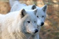 White wolves Royalty Free Stock Photo