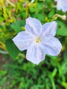 White Wonder Flower (Mirabilis jalapa), isolated, blurred background.