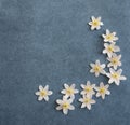 White wood anemone blossoms on jeans blue background