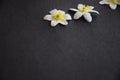 White wood anemone blossoms on black background