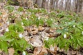 White wood anemone flowers in spring forest closeup. Forest meadow covered by Primerose flowers