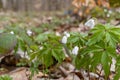 White wood anemone flowers in spring forest closeup. Forest meadow covered by Primerose flowers