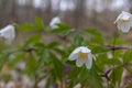 White wood anemone flowers in spring forest closeup. Forest meadow covered by Primerose flowers