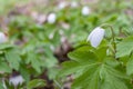 White wood anemone flowers in spring forest closeup. Forest meadow covered by Primerose flowers