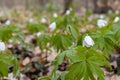 White wood anemone flowers in spring forest closeup. Forest meadow covered by Primerose flowers