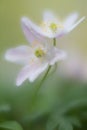 White wood anemone wild flowers Royalty Free Stock Photo