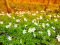 White wood anemones Royalty Free Stock Photo