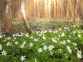 White wood anemones carpet in the spring forest Royalty Free Stock Photo