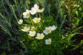 White wood anemones flowers Anemone nemorosa Royalty Free Stock Photo