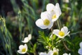 White wood anemones flowers Anemone nemorosa Royalty Free Stock Photo