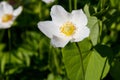 White wood anemones flowers Anemone nemorosa Royalty Free Stock Photo