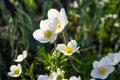 White wood anemones flowers Anemone nemorosa Royalty Free Stock Photo