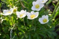 White wood anemones flowers Anemone nemorosa Royalty Free Stock Photo