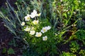 White wood anemones flowers Anemone nemorosa Royalty Free Stock Photo