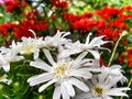 White wood Aster flowers in a garden.