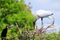 White Wood stork bird perched in tree in wetlands Royalty Free Stock Photo