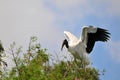 White Wood stork bird on top of tree in wetland Royalty Free Stock Photo