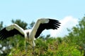 White Wood stork bird on top of tree in wetlands Royalty Free Stock Photo