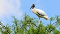 White Wood stork bird on tree in wetlands Royalty Free Stock Photo