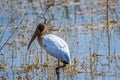 A white Wood Stork in Everglades National Park, Florida Royalty Free Stock Photo