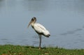 Wood stork near a pond in Florida