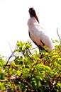 White wood stork preening in South Florida wetlands Royalty Free Stock Photo