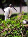 White wood stork in wetlands Royalty Free Stock Photo