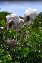 Wood storks (Mycteria americana) in nest. Royalty Free Stock Photo