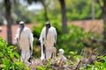 White wood storks in nest in wetlands Royalty Free Stock Photo