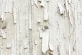 White texture stump background age of wood