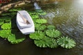 White wooden boat with wood paddle floating on natural pond with green lotus leaf, tropical garden decoratio Royalty Free Stock Photo