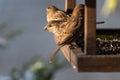 White wooden feedbox with many birds