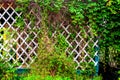 Wooden fence in the garden with green ivy leaves encircling the wall of the house. Natural background for photos and cards Royalty Free Stock Photo