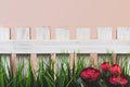 White wooden fence with green grass and rose flowers on a uniform beige background Royalty Free Stock Photo