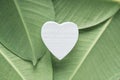 White wooden heart on ficus leaves